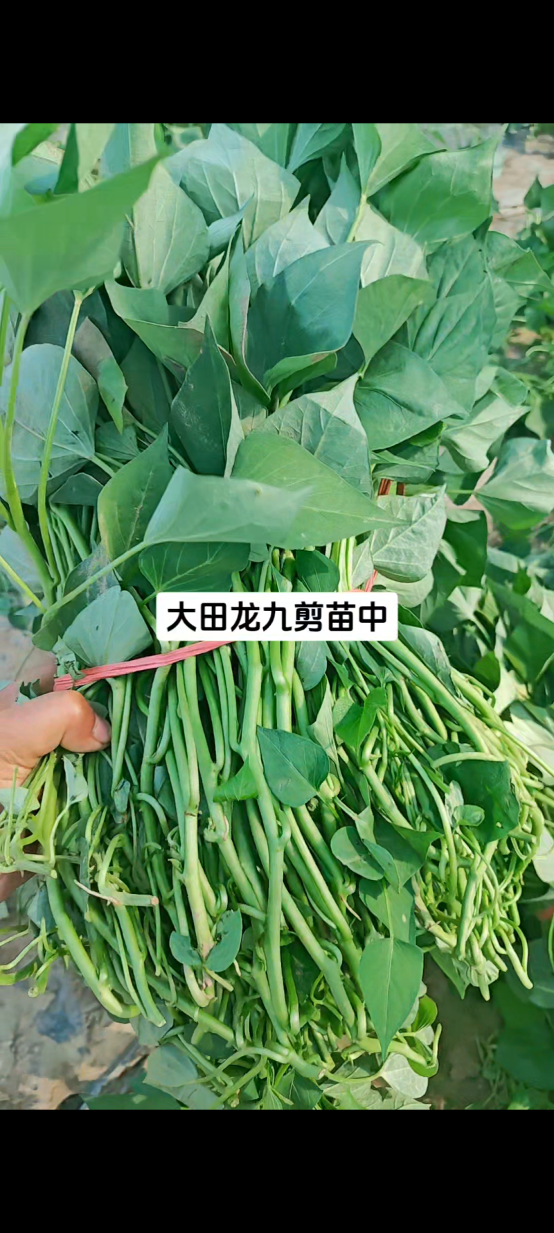 龙薯9龙薯19采用公司脱毒种苗扩繁，品相好，产量高。