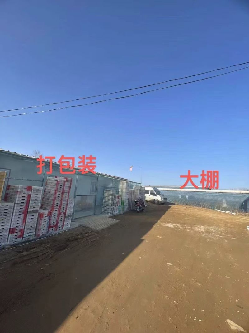 丹东东港九九草莓头茬大果果王礼盒包装甜度高水分足
