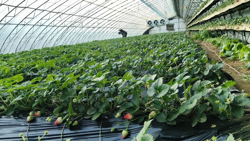 丹东东港九九草莓头茬大果果王礼盒包装甜度高水分足
