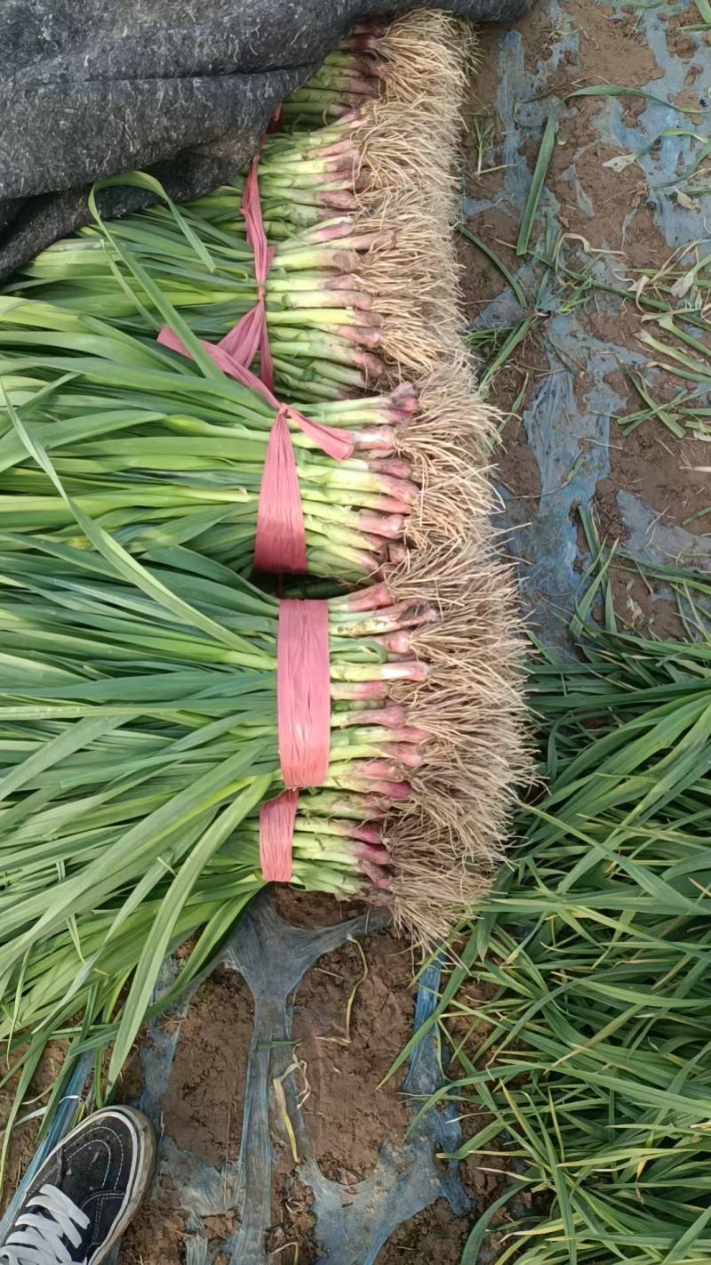 江苏丰县大棚红根蒜苗大量上市，大落价