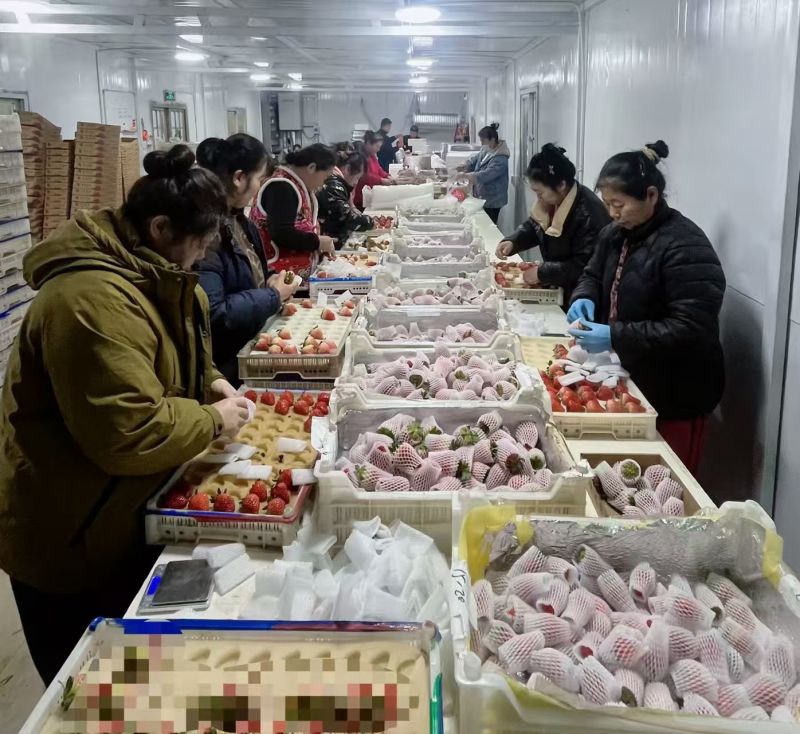 丹东东港九九草莓头茬大果果王礼盒包装甜度高水分足