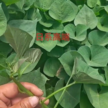 日系高端蜜薯，红瑶,丝滑,美秀,成活率高，品相好。
