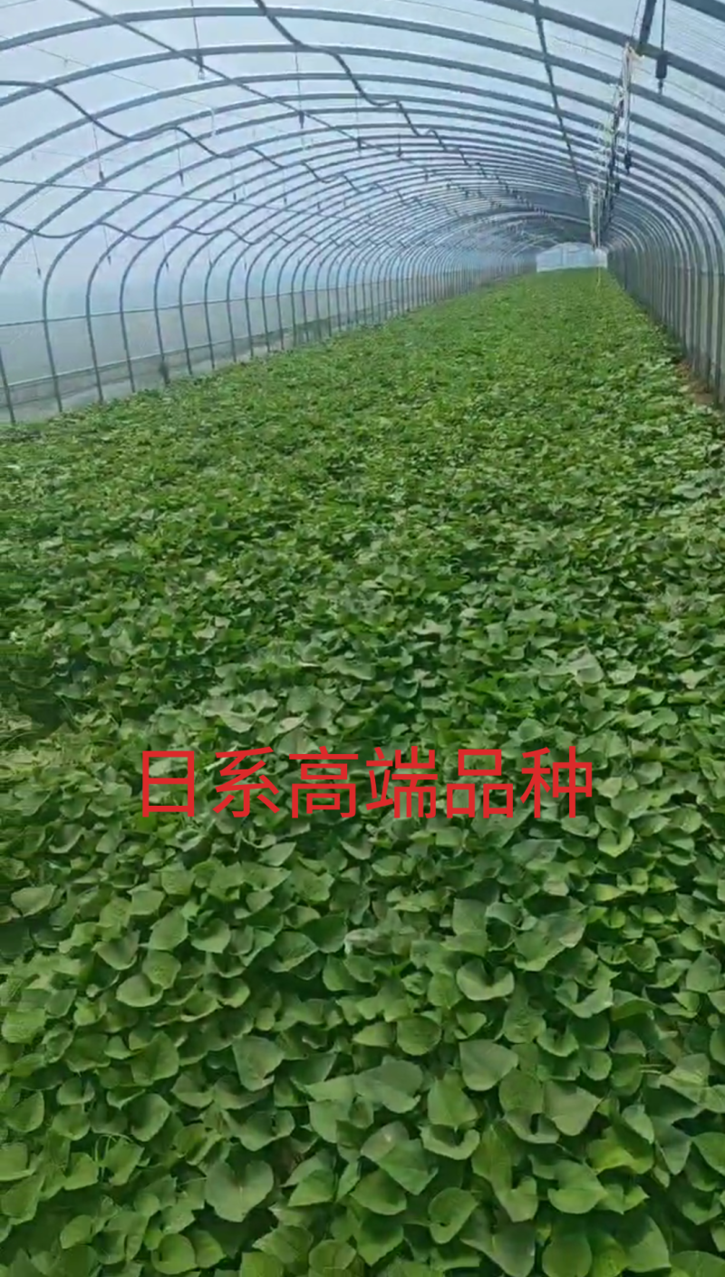 日系高端蜜薯，红瑶,丝滑,美秀,成活率高，品相好。