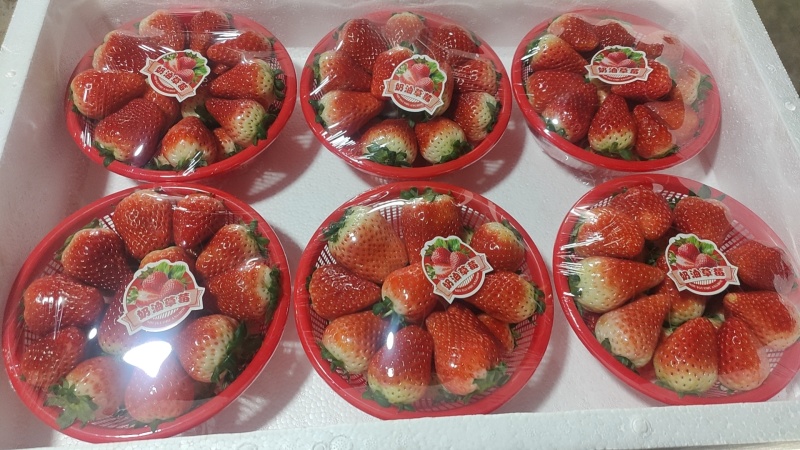 奶油草莓货源充足