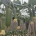 袖珍水果丝瓜种子中熟杂交短棒瓜皮翠绿光泽度好口感清甜