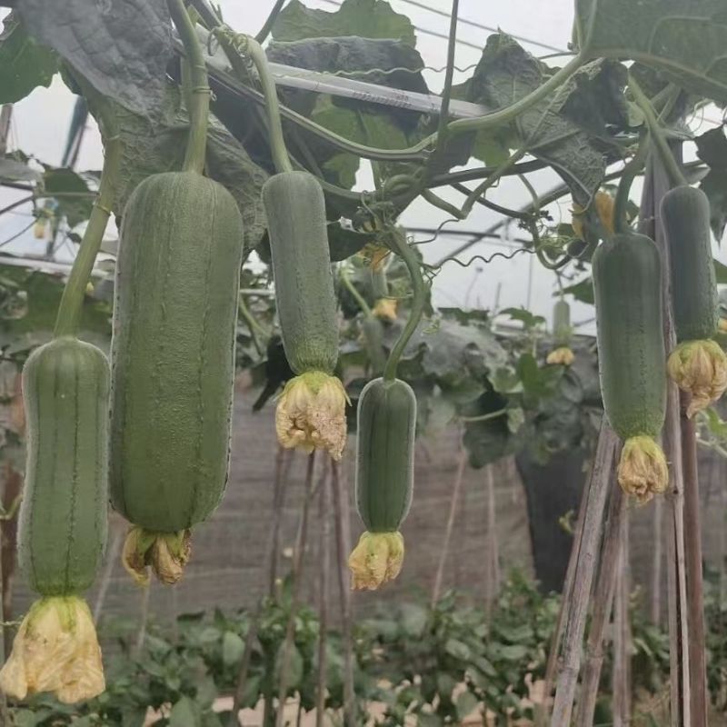 袖珍水果丝瓜种子中熟杂交短棒瓜皮翠绿光泽度好口感清甜