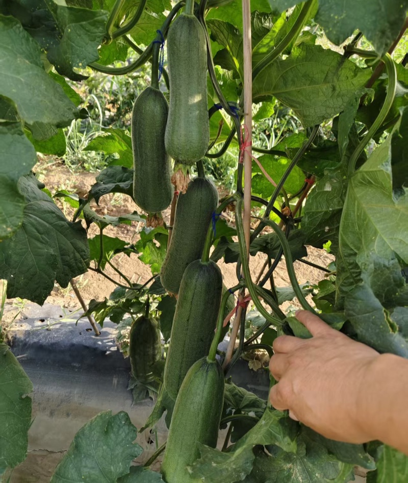 袖珍水果丝瓜种子中熟杂交短棒瓜皮翠绿光泽度好口感清甜