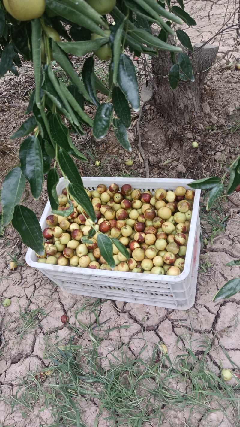 山西临猗庙上冬枣基地