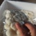 马蹄精品
