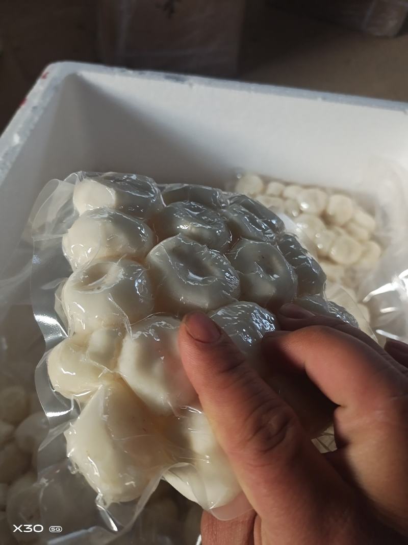 马蹄精品