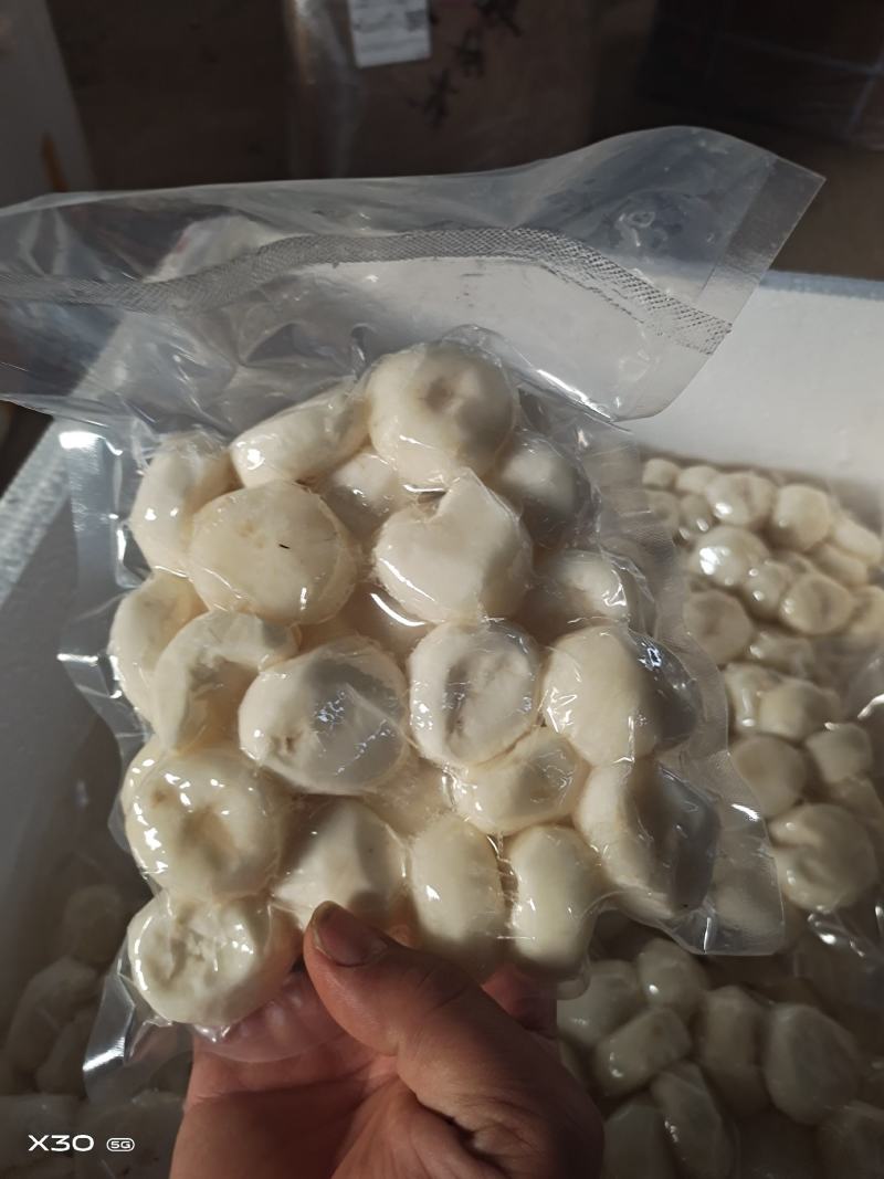 马蹄精品