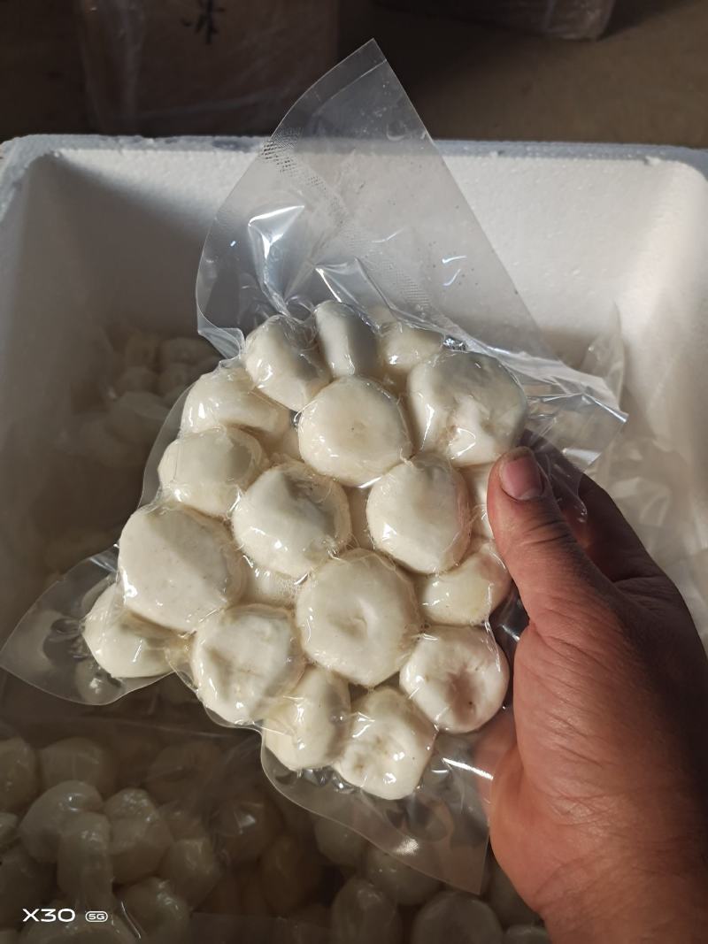 马蹄精品