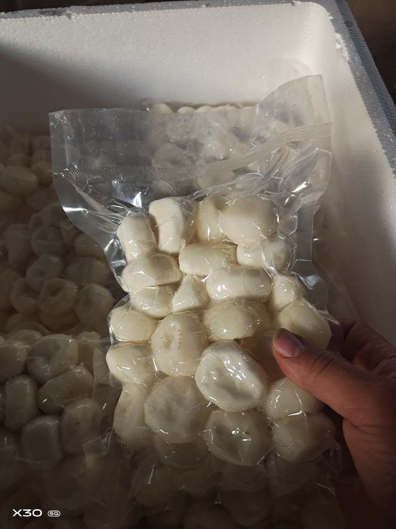 马蹄精品