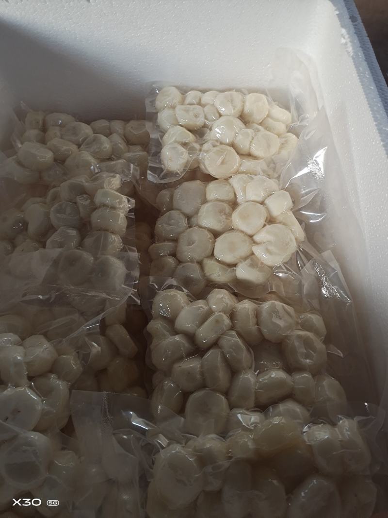 马蹄精品