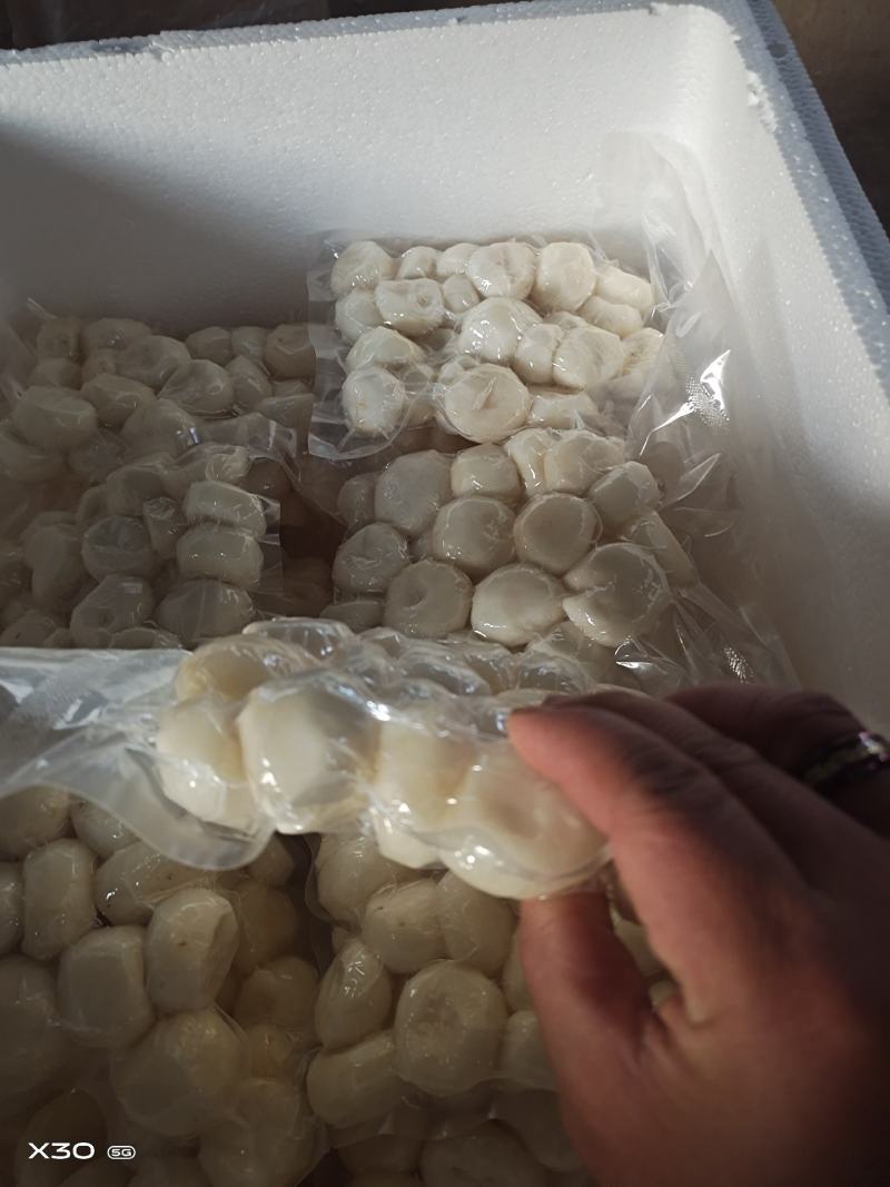 马蹄精品