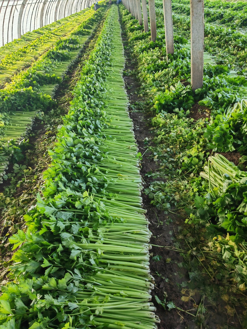 山东万亩芹菜产地，大量上市，货源充足，一次信任，万分感谢