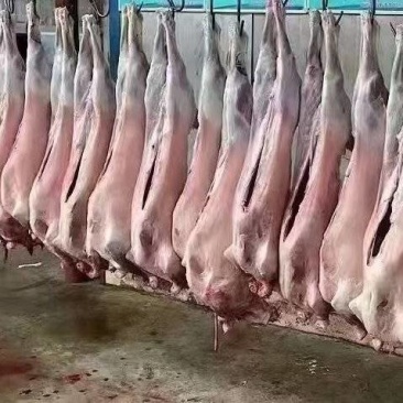 蒙古国活羊进口到二连浩特，屠宰后速冻直发全国