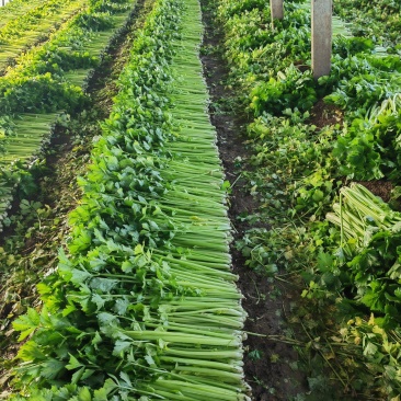 山东万亩芹菜产地，大量上市，货源充足，一次信任，万分感谢