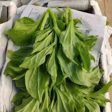 小叶冰草大量上市，基地直供，价格合理质量保证，现货现发，