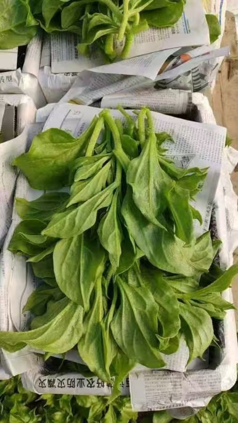 小叶冰草大量上市，基地直供，价格合理质量保证，现货现发，