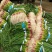 广西柳州蒜苗红根蒜苗60-70cm大量上市