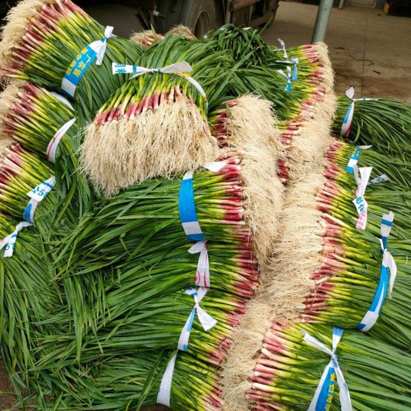 广西柳州蒜苗红根蒜苗60-70cm大量上市