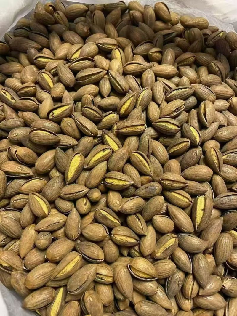 东阳香榧