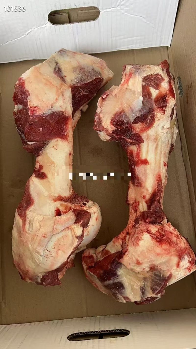 谷饲带肉牛前腿骨