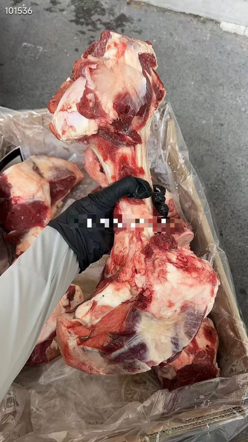 谷饲带肉牛前腿骨