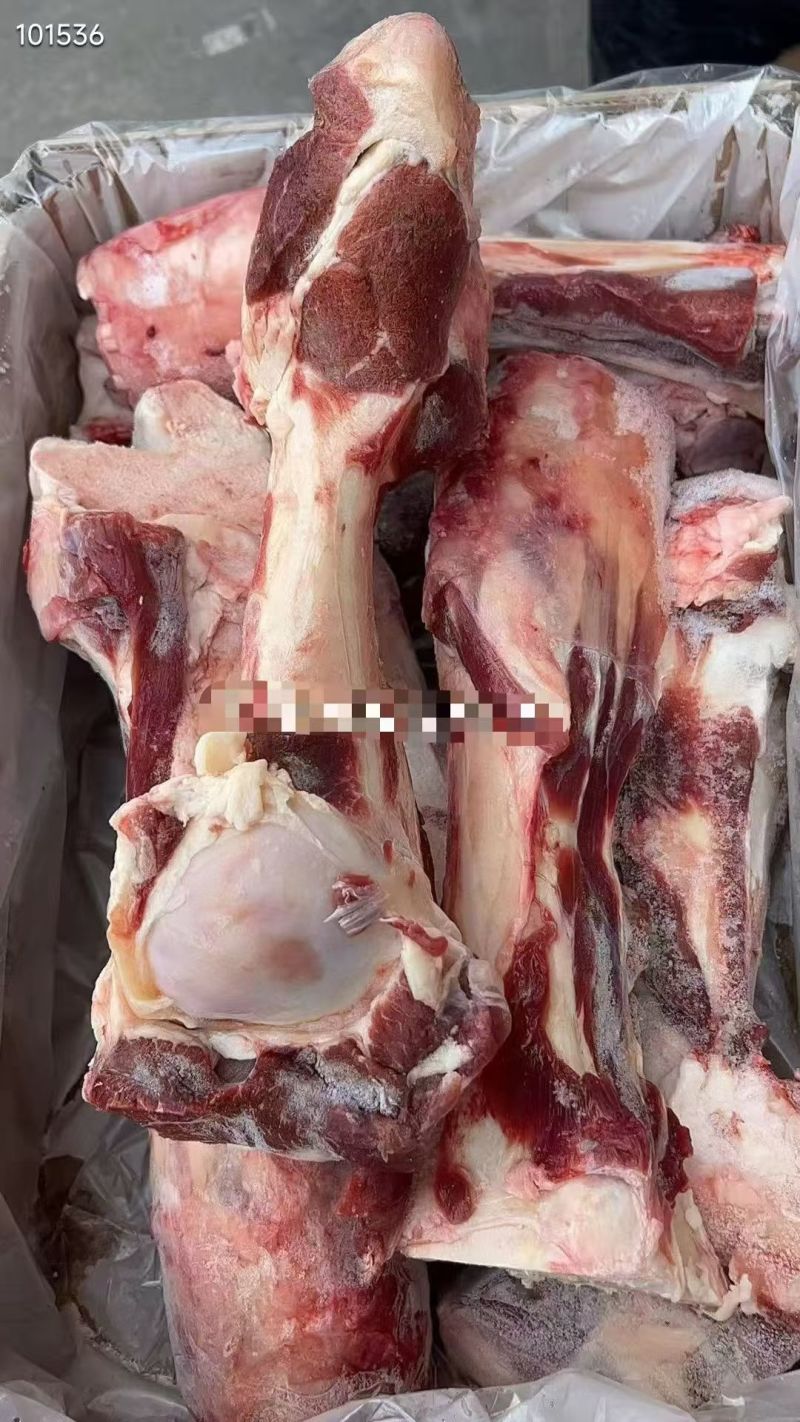 谷饲带肉牛前腿骨