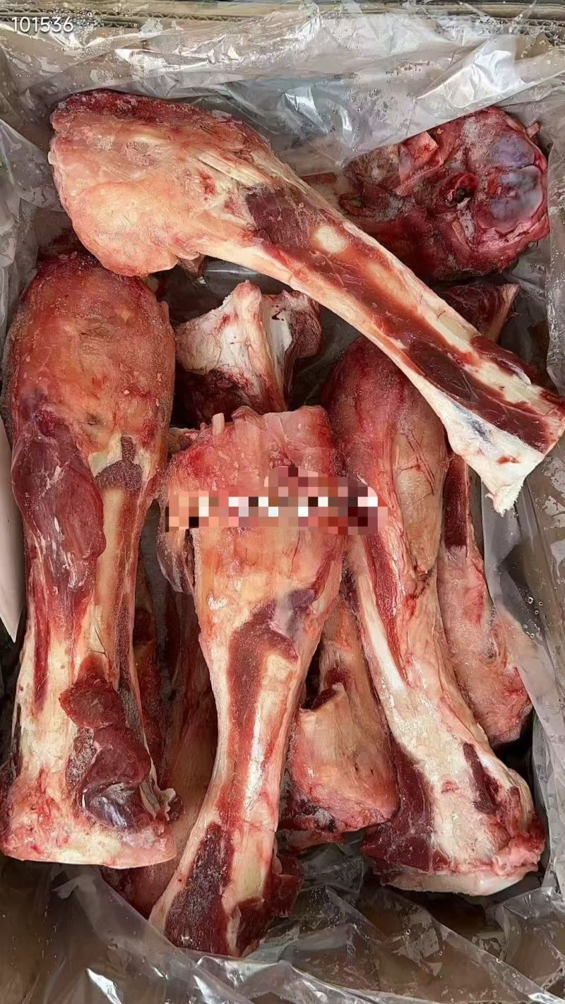 谷饲带肉牛前腿骨