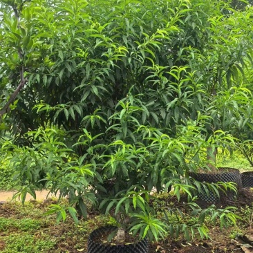 碧桃