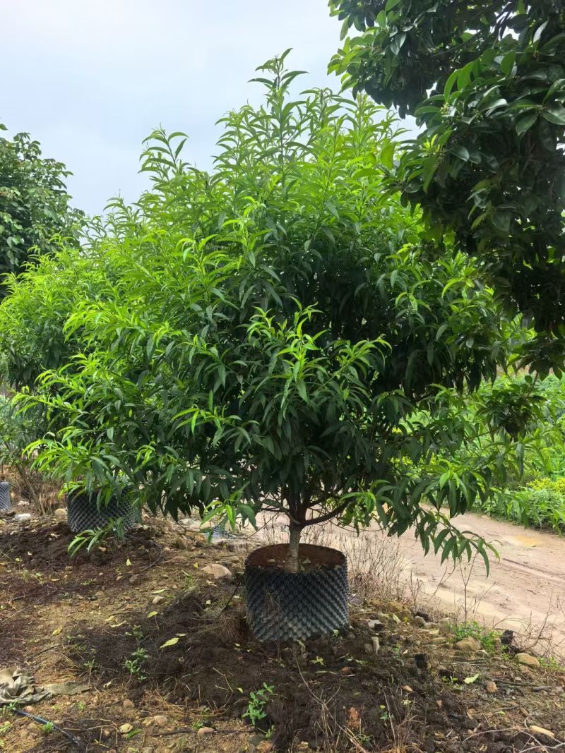 碧桃