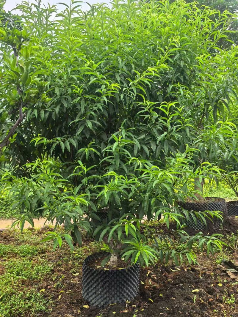 碧桃