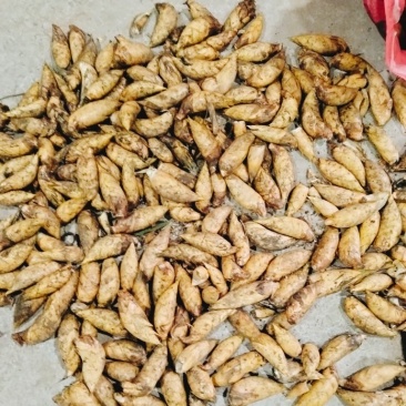 沙土冬笋出肉高，笋型圆胖深山野生冬笋欢迎各位市场老板