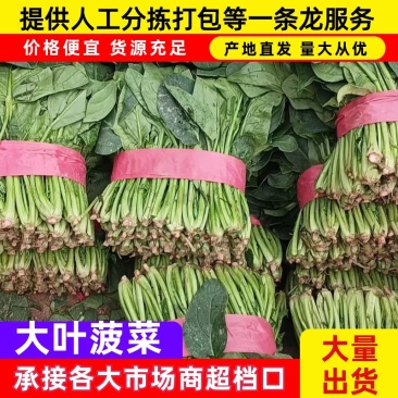 菠菜/大叶菠菜/产区直发/当天采摘/当天发车