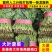 菠菜/大叶菠菜/产区直发/当天采摘/当天发车