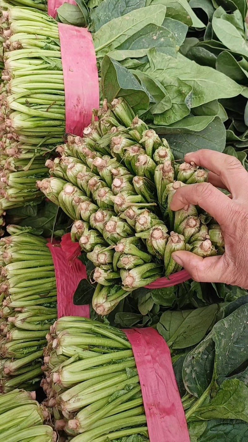 菠菜/大叶菠菜/产区直发/当天采摘/当天发车