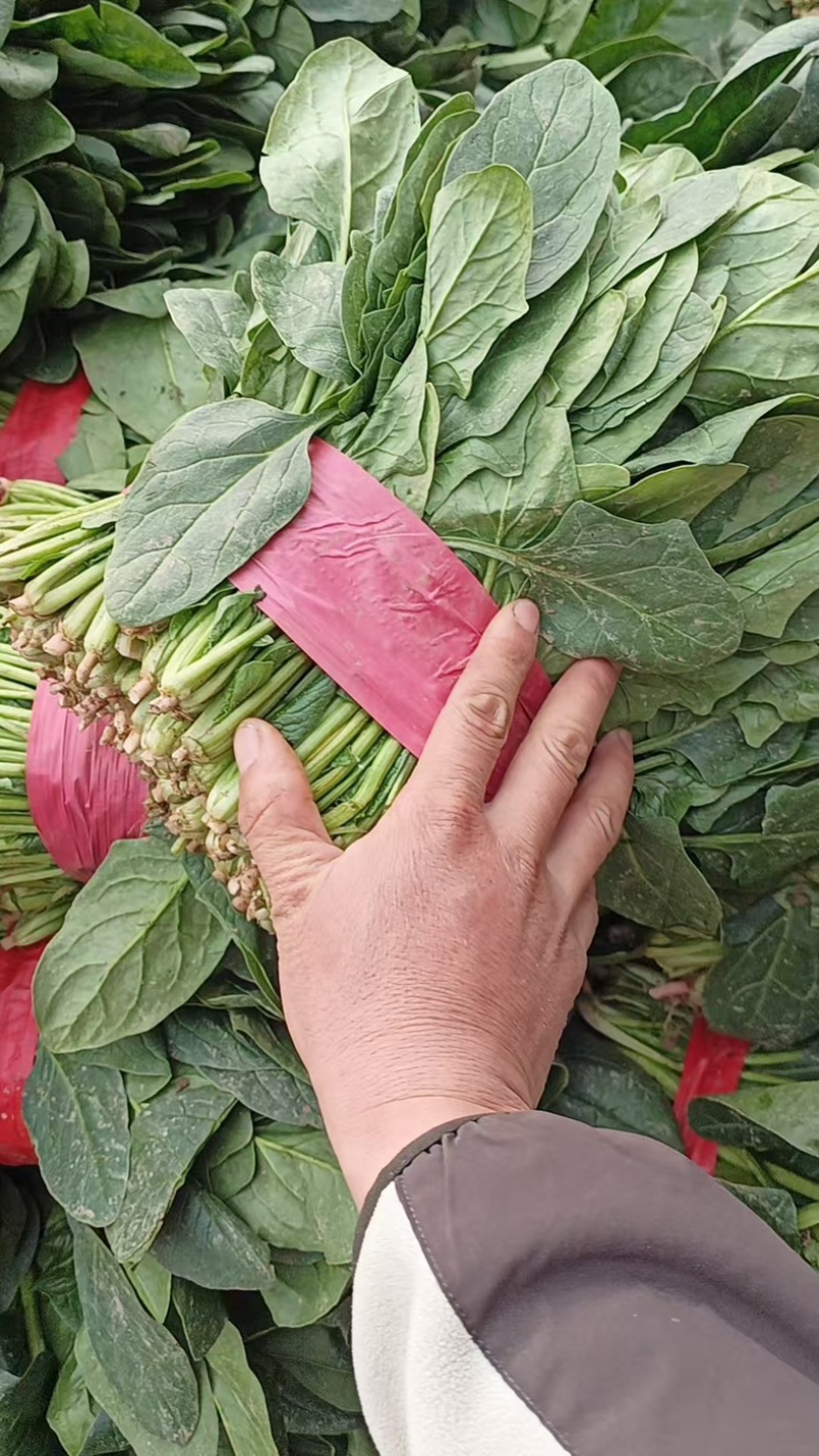 菠菜/大叶菠菜/产区直发/当天采摘/当天发车