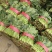 菠菜/大叶菠菜/产区直发/当天采摘/当天发车