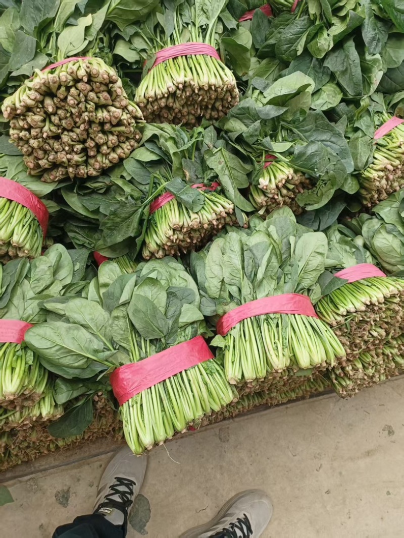 菠菜/大叶菠菜/产区直发/当天采摘/当天发车