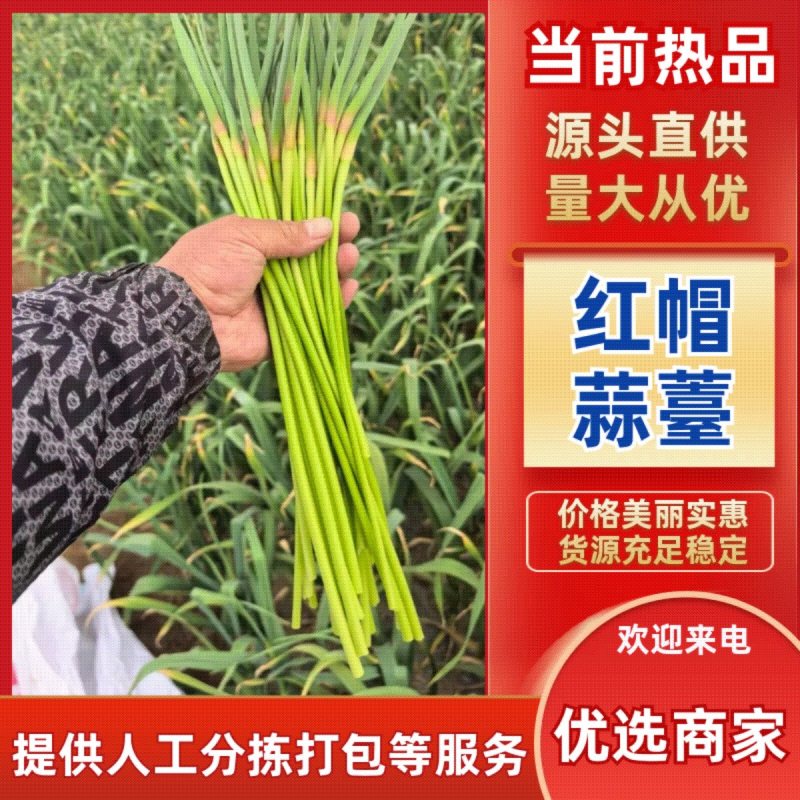 红帽蒜薹白帽蒜薹山东产区一手货源保质保量价格低