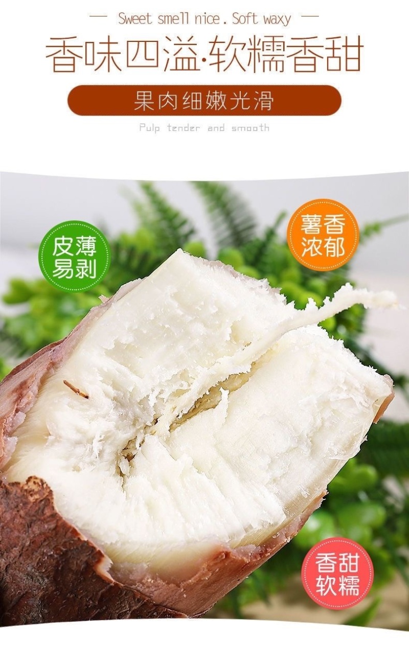 广西去皮白肉面包木薯