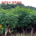 广西去皮白肉面包木薯