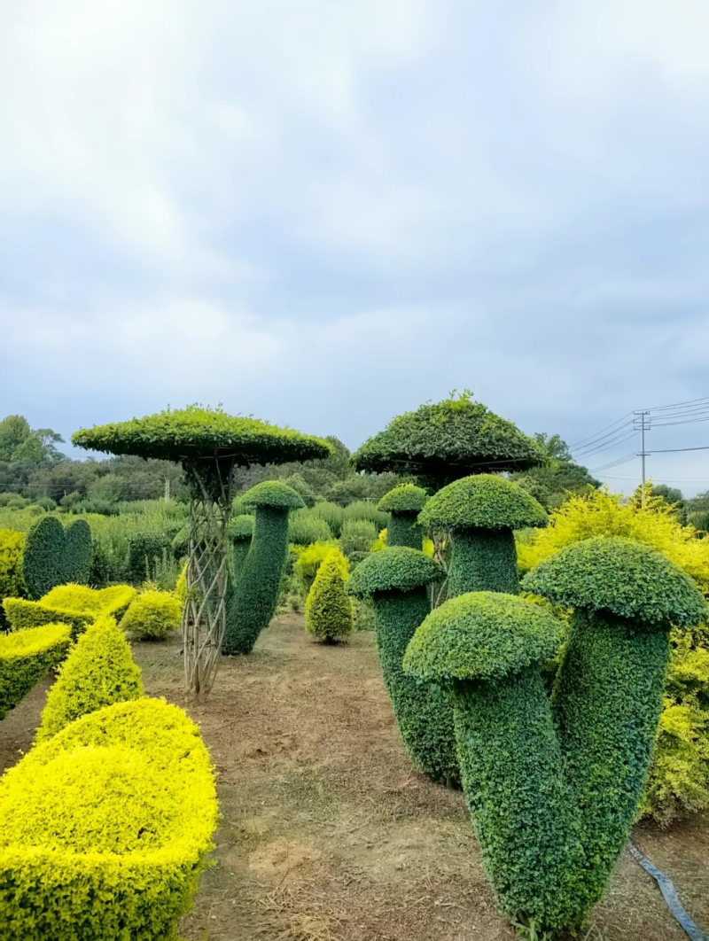 各种绿化苗木基地直销