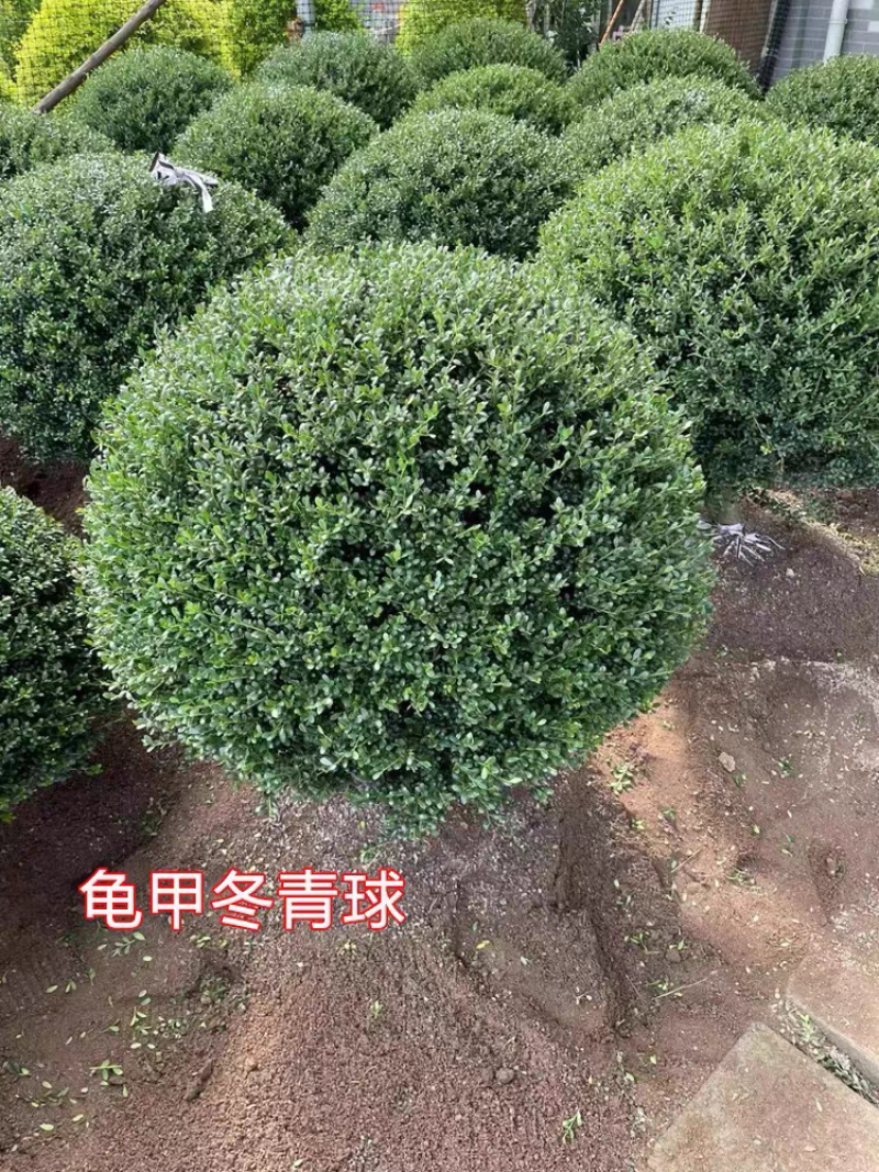 各种绿化苗木基地直销