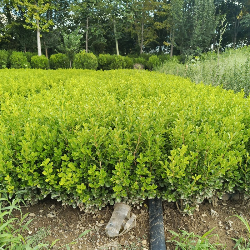 各种绿化苗木基地直销