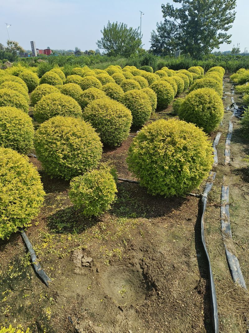 各种绿化苗木基地直销