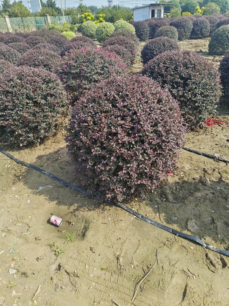 各种绿化苗木基地直销