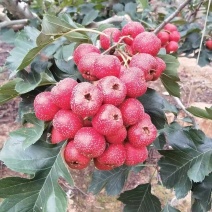 山东大金星山楂对接全国市场量大从优欢迎采购热卖全国